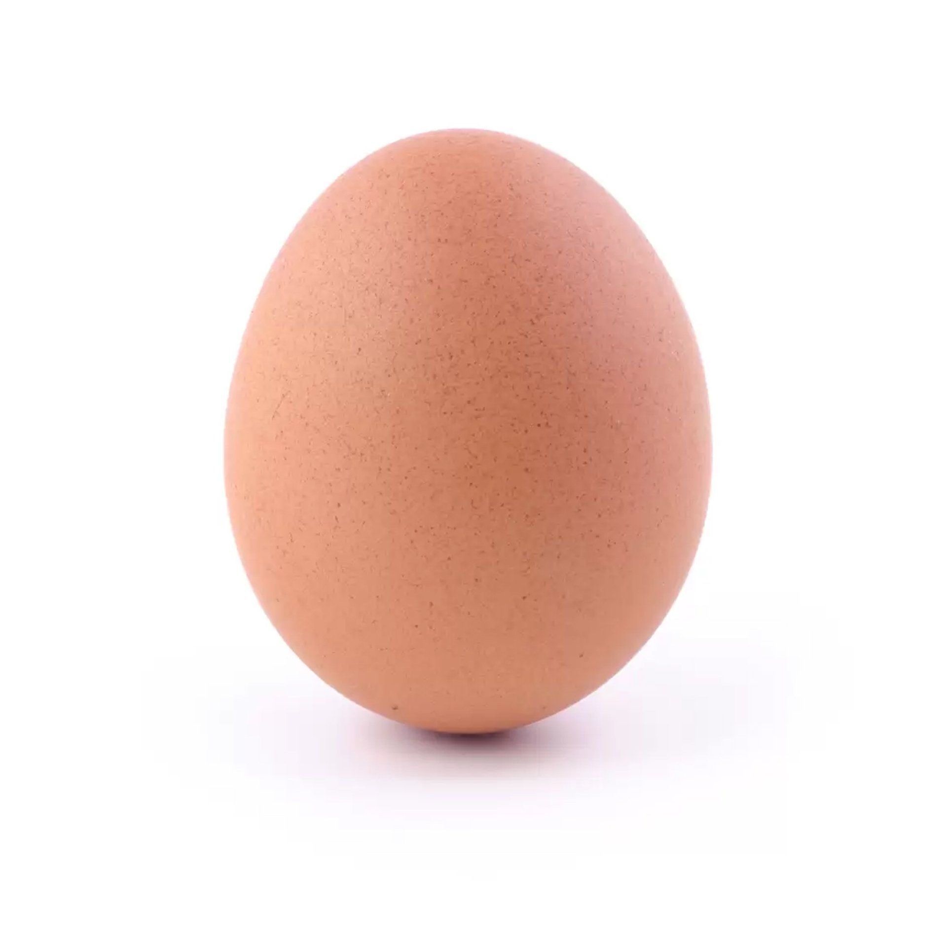 A single brown egg on a white background.