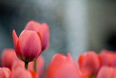 organisatie adviseur,mmc,cmc,interim manager,product ontwikkelaar,analyticus,project manager,tulp,krach,optie,handel