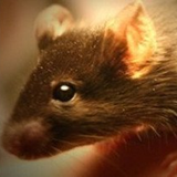 Mice