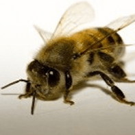 Bees and Wasps