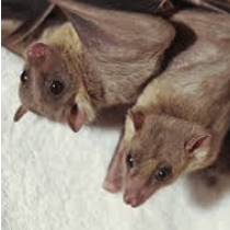 Bats