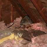 Raccoons