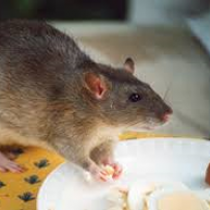 Rats