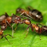 Ants