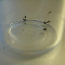 Fleas