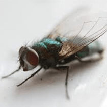 House Flies