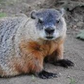Groundhogs