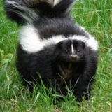 Skunks