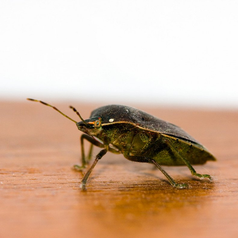 Give Bed Bugs Their Eviction Notice