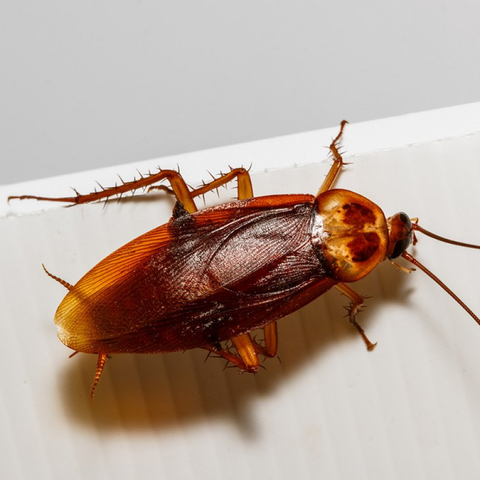 Give Cockroaches the Boot Once and For All
