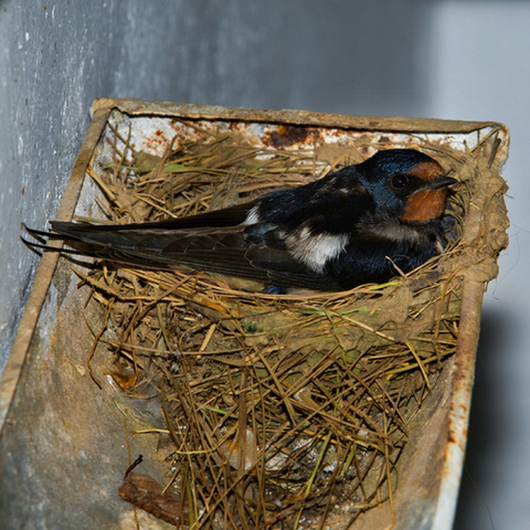 Don't Let Birds Destroy Your Home