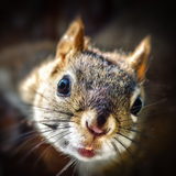 Squirrels