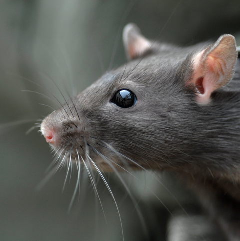 Get Rid of Annoying Mice