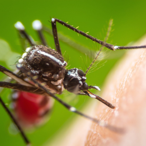 Tired of Swatting at Mosquitos?