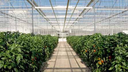 Agricultural greenhouse — Electrical services in Buffalo, MN Agricultural greenhouse — Electrical services in Buffalo, MN