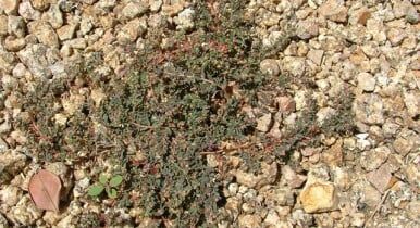 Desert Weed Services 
