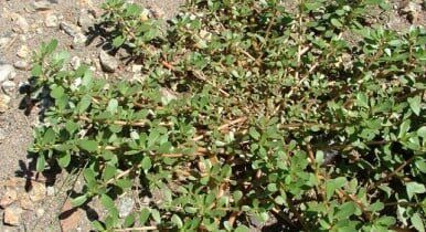 Residential Weed Control 