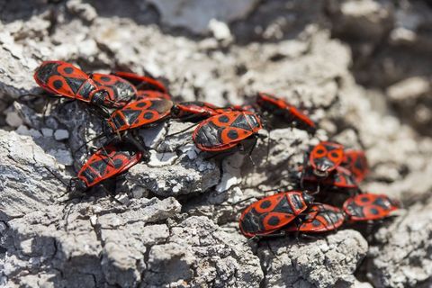 Local Pest Control Company in Southampton