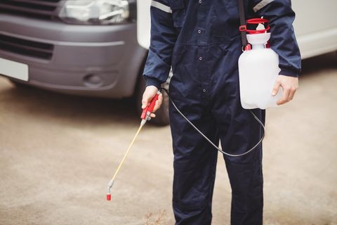 Pest Removal Southampton