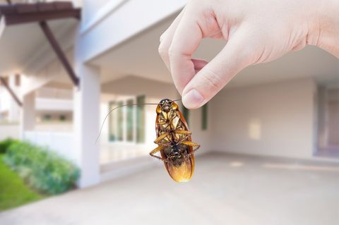 Pest Control Services