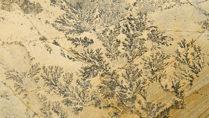 Gelbliche Gesteinsoberfläche mit dendritischen schwarzen Mineralmustern, die an farnartige Formationen erinnern.