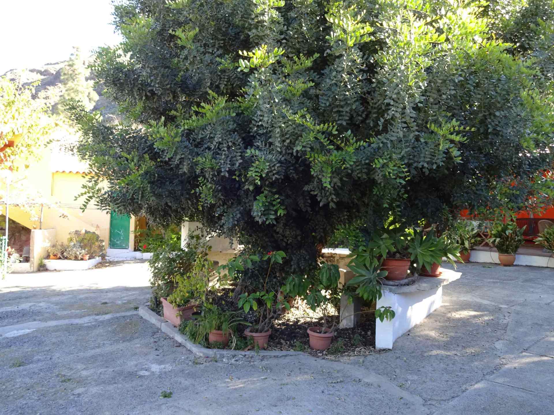 Ein Baum mit vielen Blättern ist von Topfpflanzen umgeben