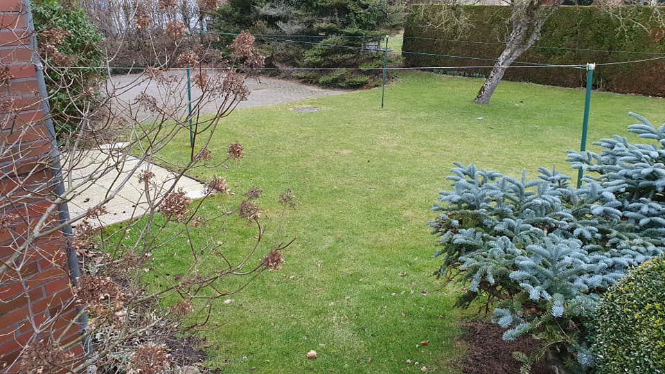 Ein üppig grüner Garten mit einem Zaun und Bäumen im Hintergrund.