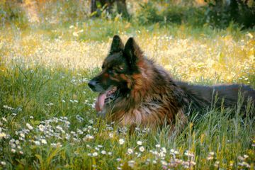 Purdy Funeral Service Pet - Dog
