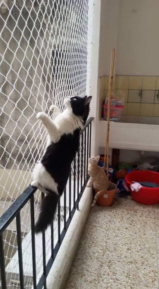 Gato preto e branco escalando a tela de uma janela em uma varanda ou área de serviço com piso de azulejo.