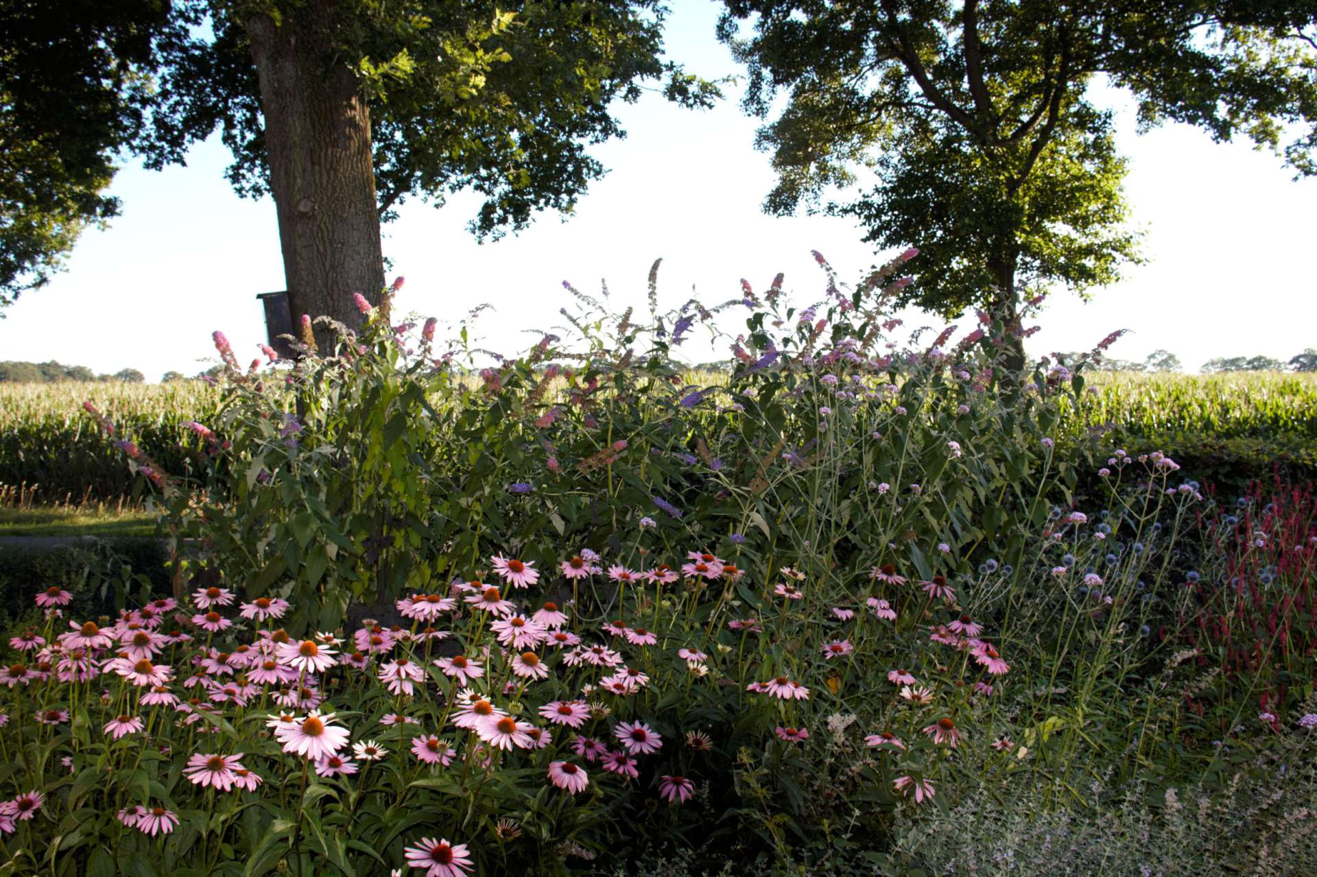 Aanleg tuin