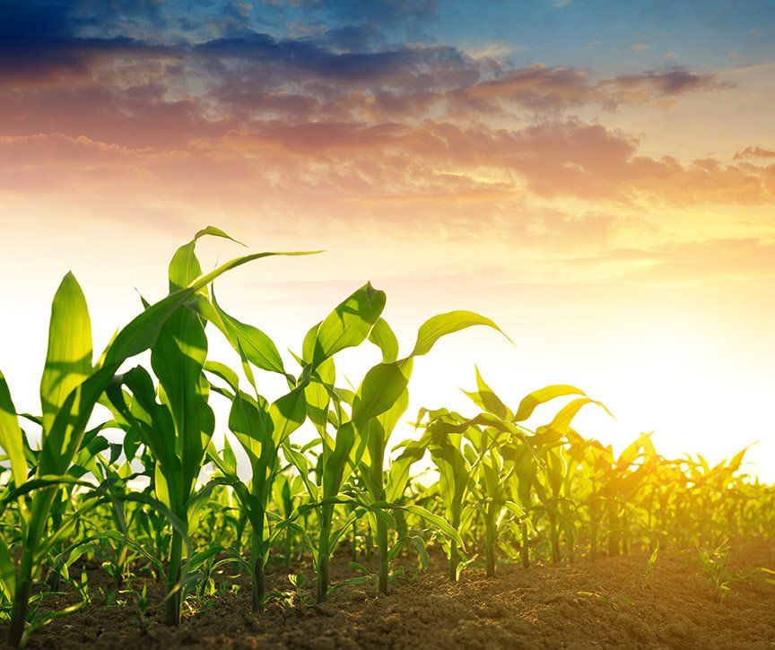 corn field