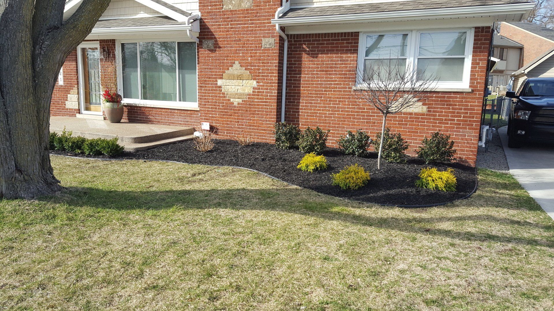A brick house exterior with a landscaped front yard featuring dark mulch, small green shrubs, and a large tree.