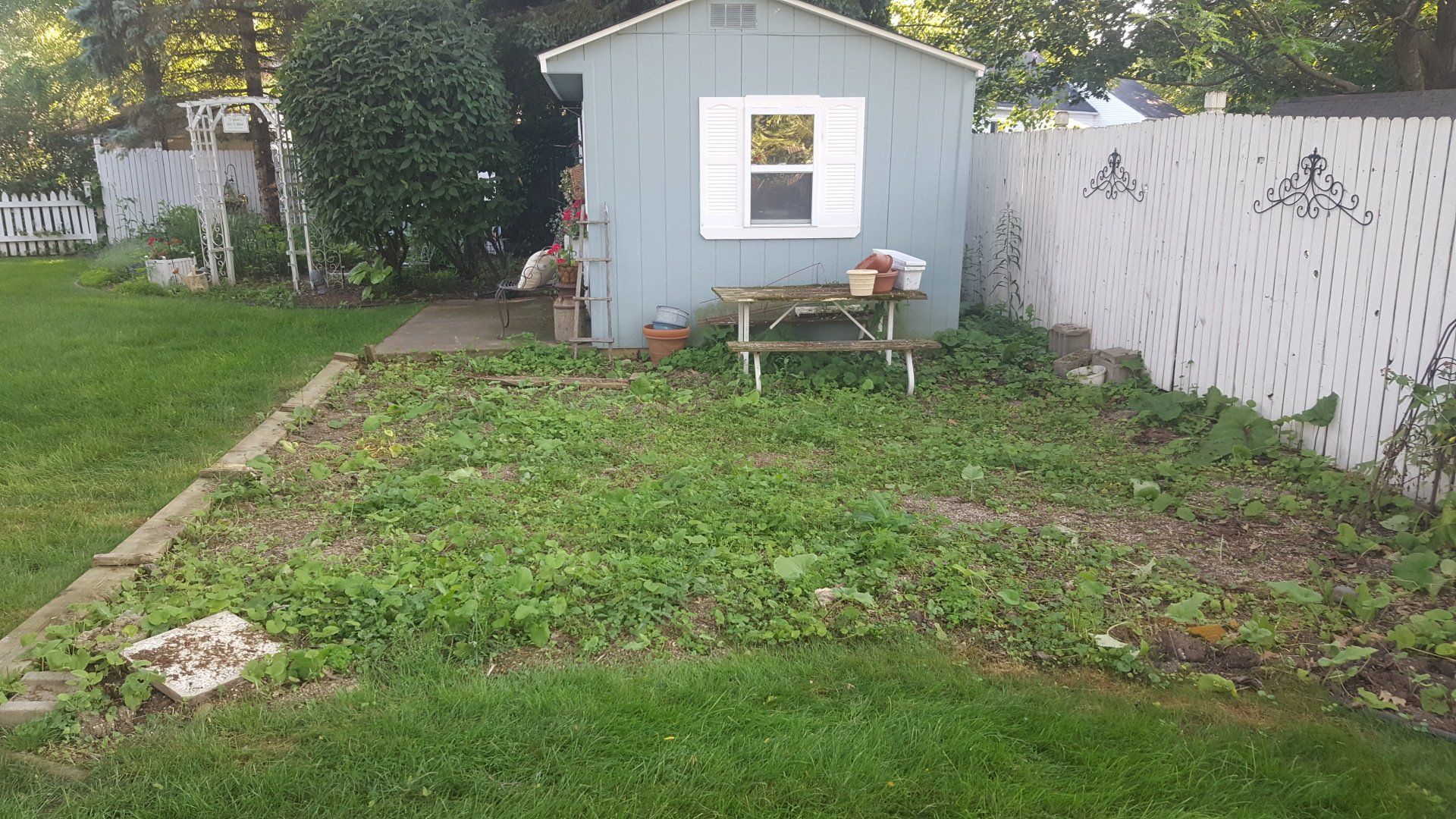 A blue shed with a white window sits in a backyard next to a fenced-in, weed-covered garden bed with a small picnic bench.