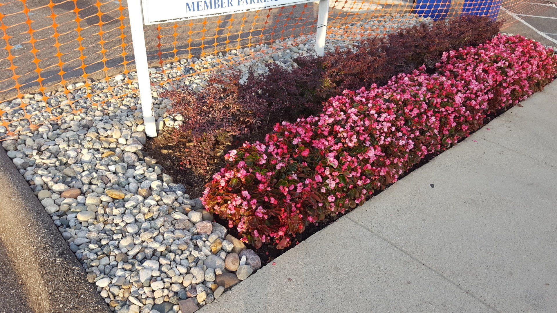 A garden bed with vibrant reddish-pink shrubs and dark-leafed plants, bordered by grey gravel and a concrete sidewalk.