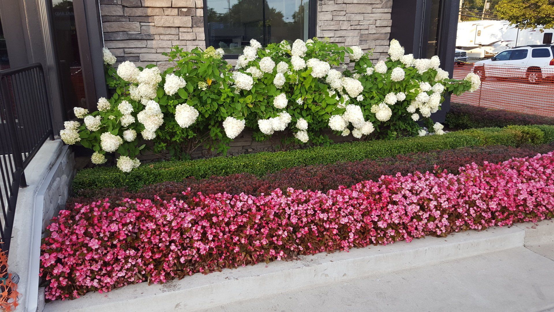 A landscaping bed features a row of white hydrangea shrubs behind a hedge and a thick carpet of bright pink flowers.