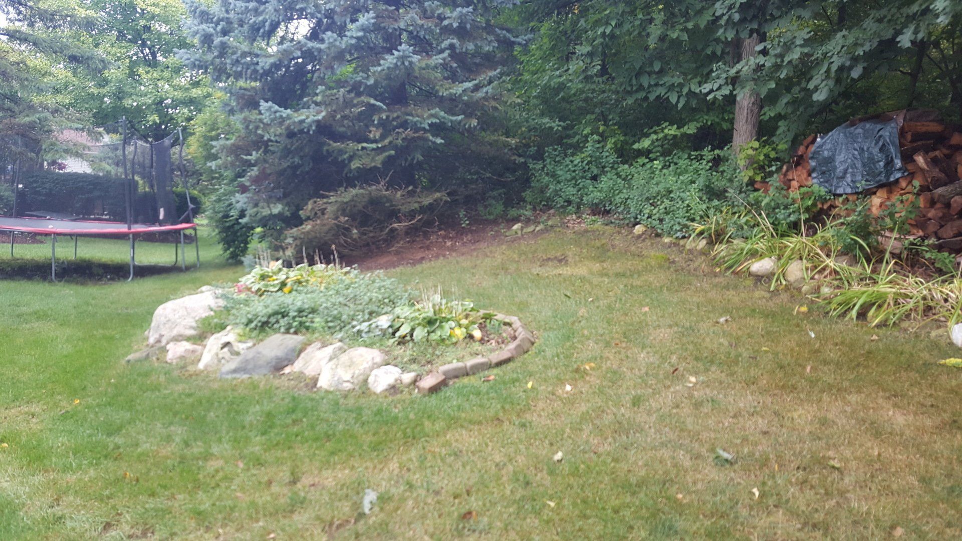 A landscaped garden bed with rocks, hostas, and greenery in a residential backyard, with trees and a wood pile nearby.