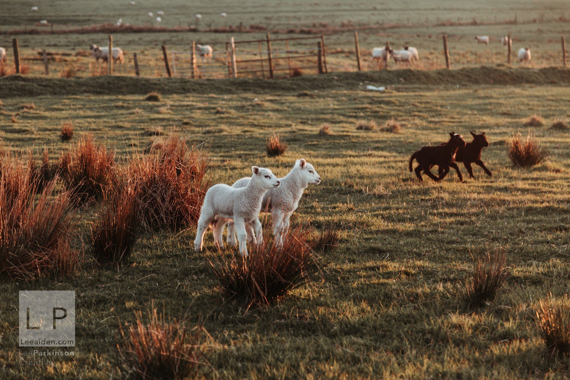 Clitheroe, Lancashire Wedding Photographer, Wedding, Commercial, Agriculture, Lambs, Spring, Ribble Valley, Animal