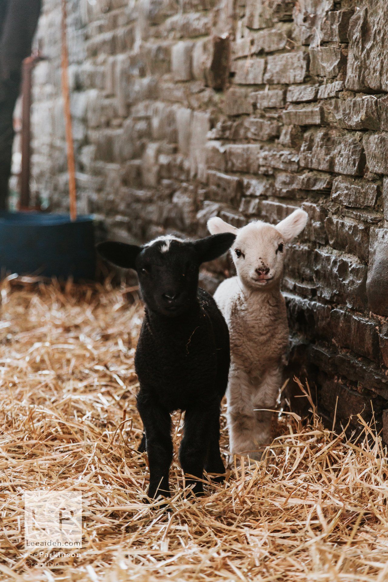 Clitheroe, Lancashire Wedding Photographer, Wedding, Commercial, Agriculture, Lambs, Spring, Ribble Valley, Animal