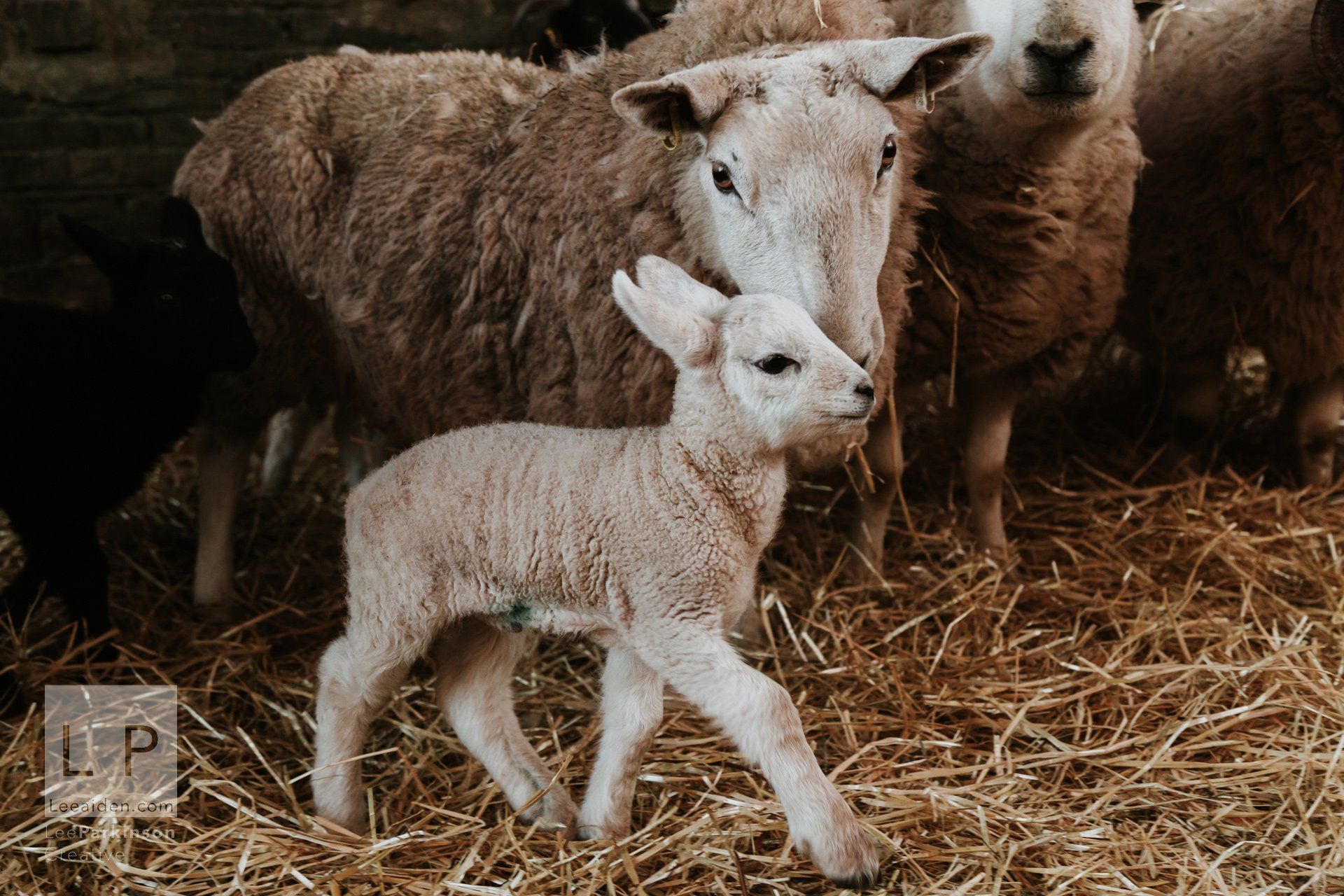 Clitheroe, Lancashire Wedding Photographer, Wedding, Commercial, Agriculture, Lambs, Spring, Ribble Valley, Animal