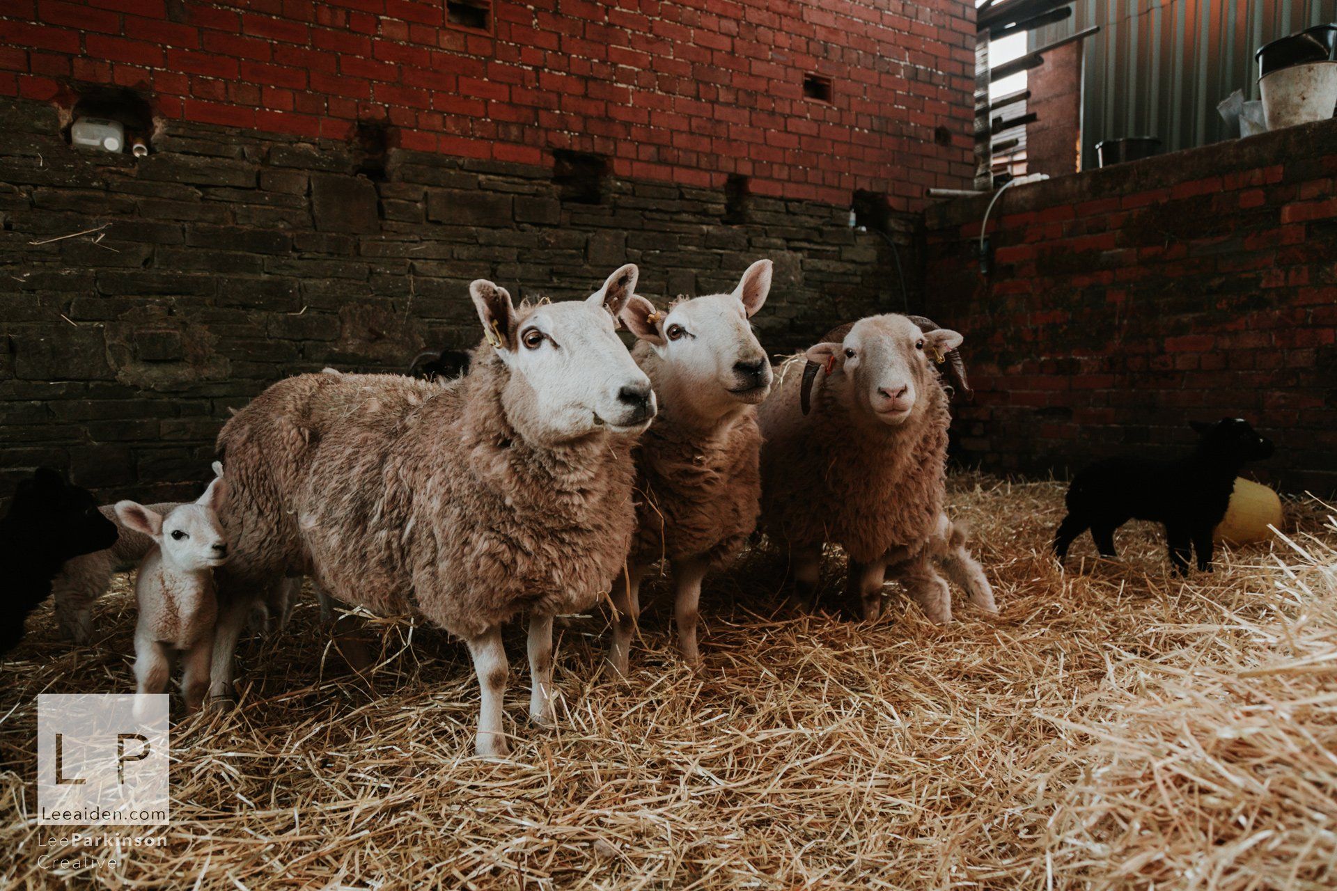 Clitheroe, Lancashire Wedding Photographer, Wedding, Commercial, Agriculture, Lambs, Spring, Ribble Valley, Animal