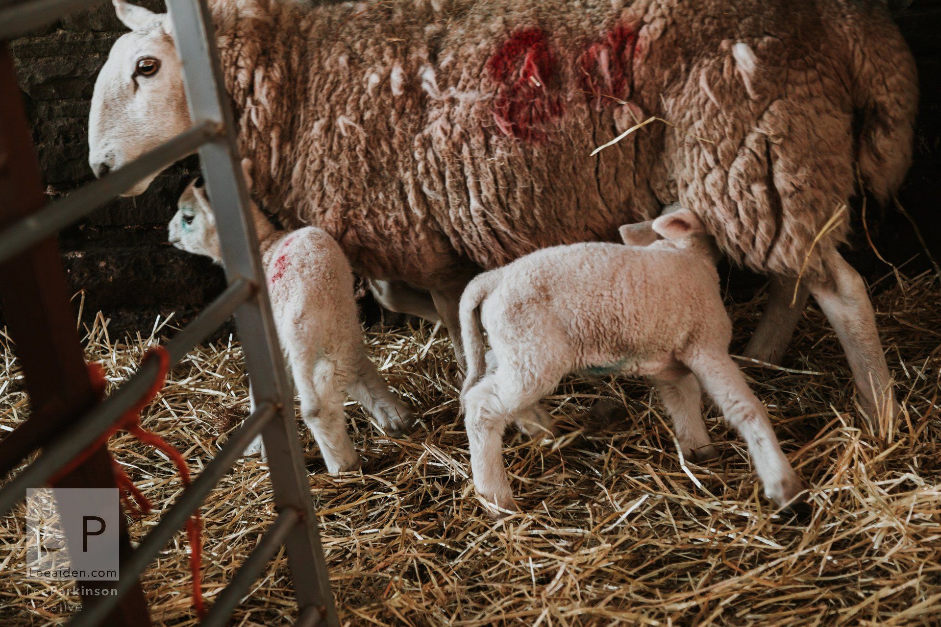 Clitheroe, Lancashire Wedding Photographer, Wedding, Commercial, Agriculture, Lambs, Spring, Ribble Valley, Animal