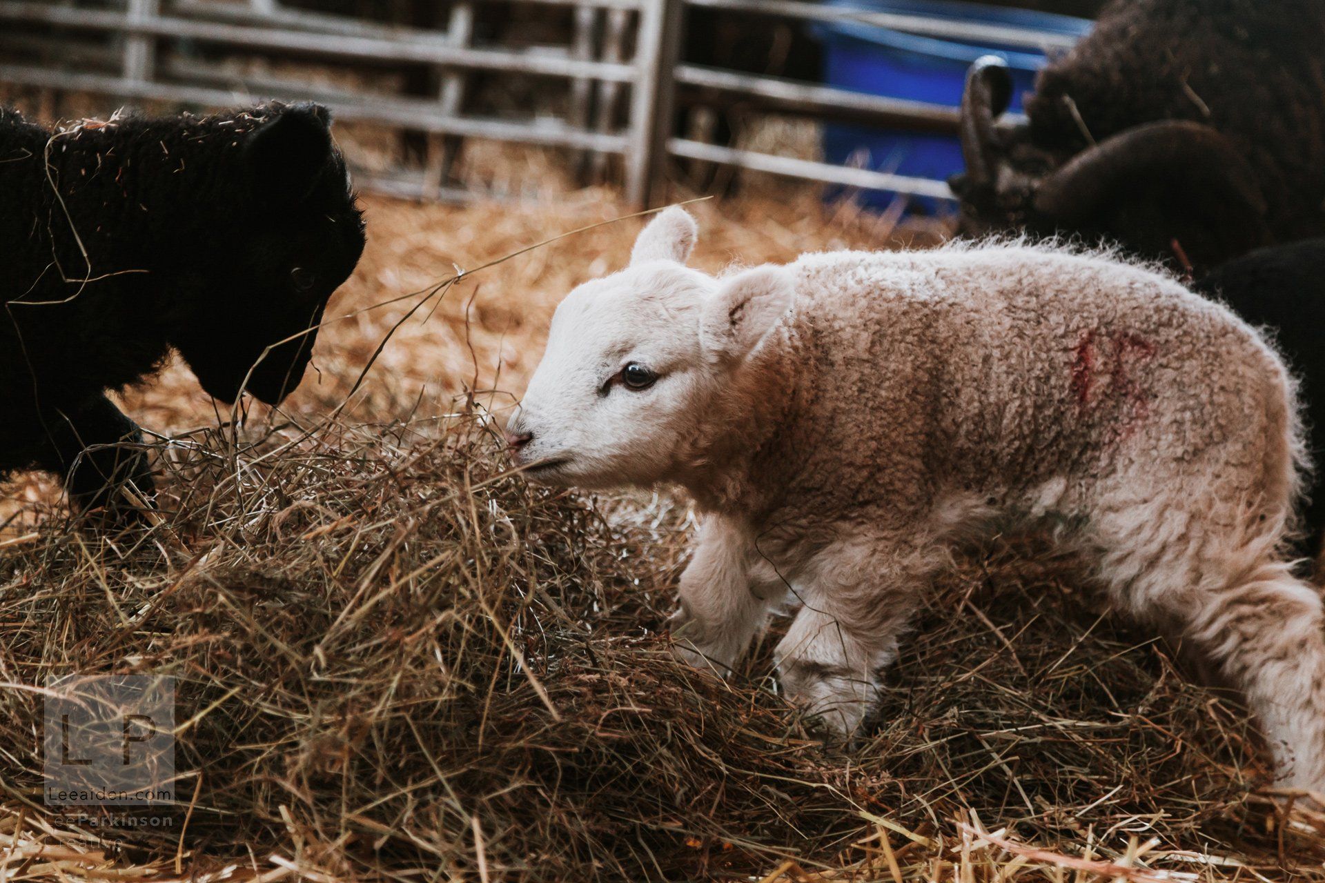Clitheroe, Lancashire Wedding Photographer, Wedding, Commercial, Agriculture, Lambs, Spring, Ribble Valley, Animal