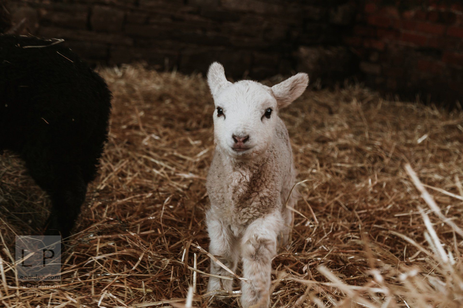 Clitheroe, Lancashire Wedding Photographer, Wedding, Commercial, Agriculture, Lambs, Spring, Ribble Valley, Animal