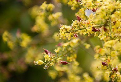 colors of wild plants 