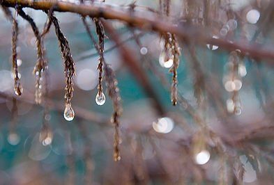 dew drops falling off the plants 
