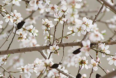 pretty white flowers 
