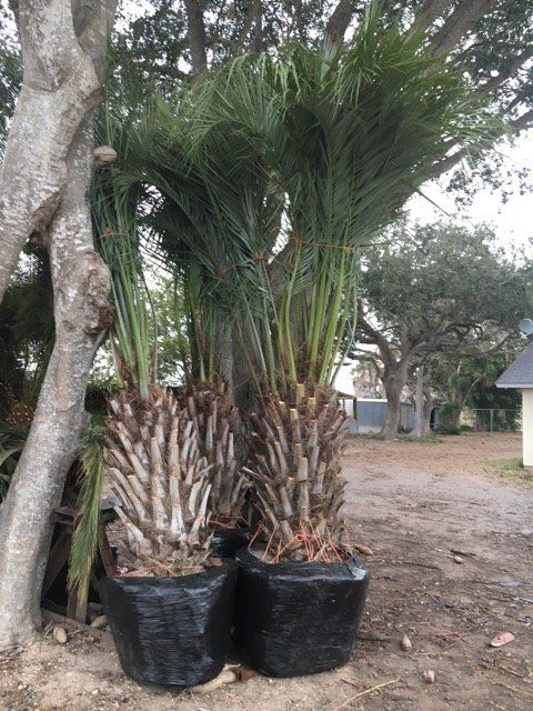 Butia Capitata Pindo Palm