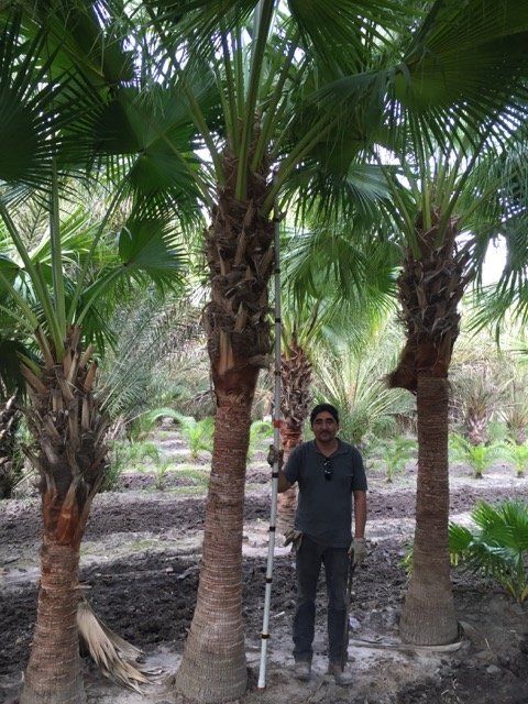 Livistona Chinensis Chinese Fan