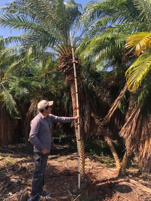 Phoenix Roebilini Pygmy Date Palm