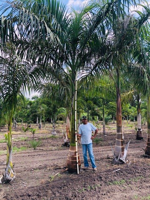 Roystonea Regia Cuban Royal